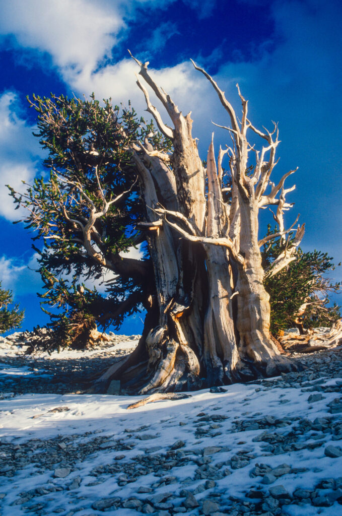 Bristlecone Pines photography by Frederick Schuster